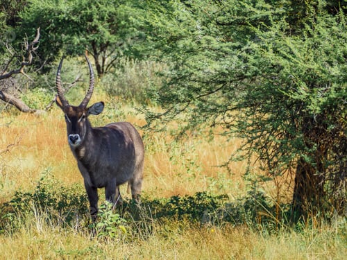Preview: Waterbuck in the center of dense foliage