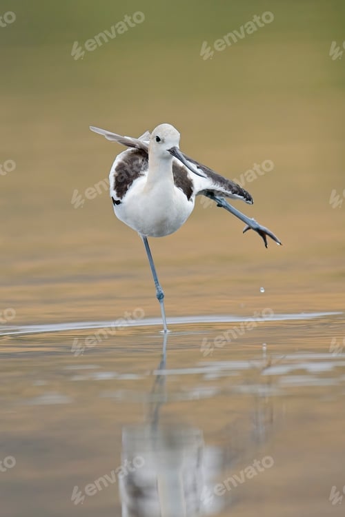Preview: Young avocet stretches its leg.