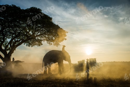 Preview: Elephants at sunrise in Thailand
