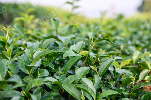 Preview: Green tea leaves in plantation