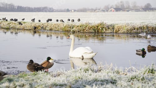 Preview: Wild ducks and coots are grazing on the fild and swan is swimming in the winter. Birdwatching