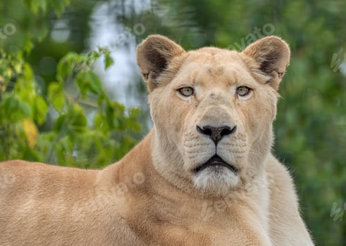 Preview: Close-up portrait of a lioness