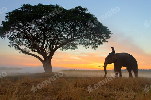 Preview: Elephant at sunrise in Thailand