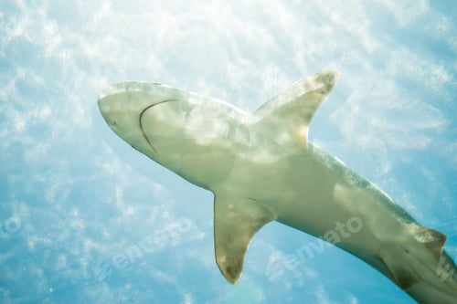Preview: Low angle shot of a shark at Atlantis Marine Habitat Aquarium in the Bahamas