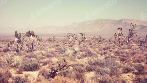Preview: Joshua Tree National Park landscape, California, USA.
