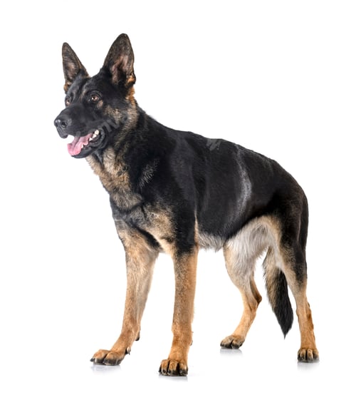 Preview: young german shepherd