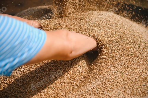 Preview: Close up view of combine harvester pouring a tractor-trailer with grain during harvesting.