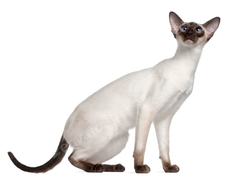 Preview: Siamese kitten, 7 months old, in front of white background