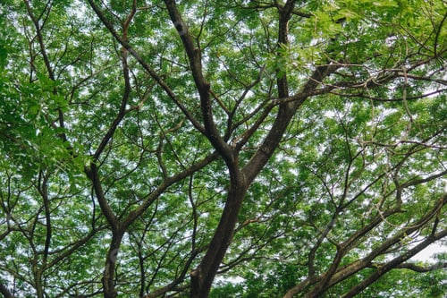 Preview: Low angle of the tree leave bushes pattern and trunk, nature background.