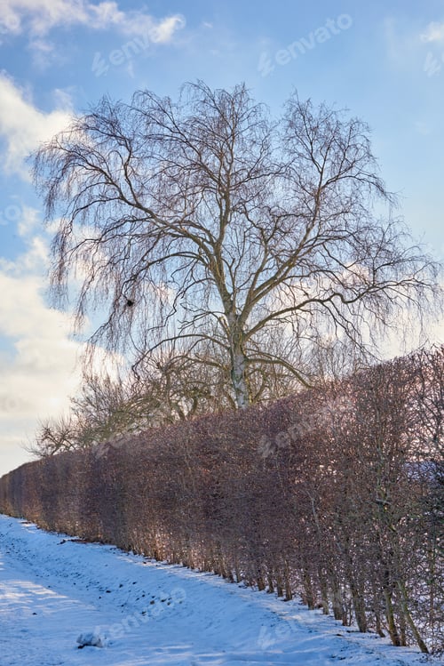 Preview: Wintertime - countryside in Denmark. Winter landscape on a sunny day with blue sky.