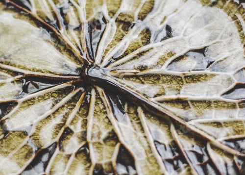 Preview: Texture ceramic light leaf streaks dragonfly