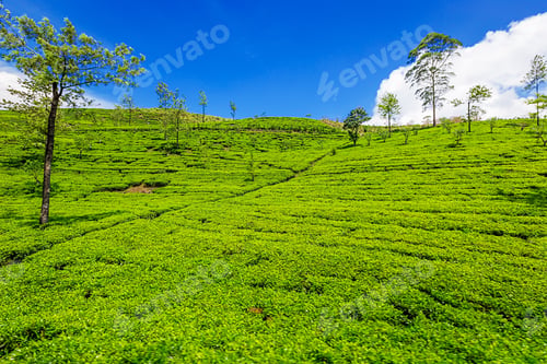Preview: Green plantation of Ceylon tea