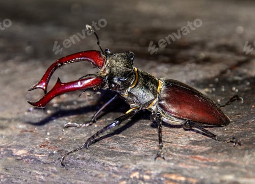 Preview: Closeup shot of a red and black Lucanus Cervus beetle on a wooden surface
