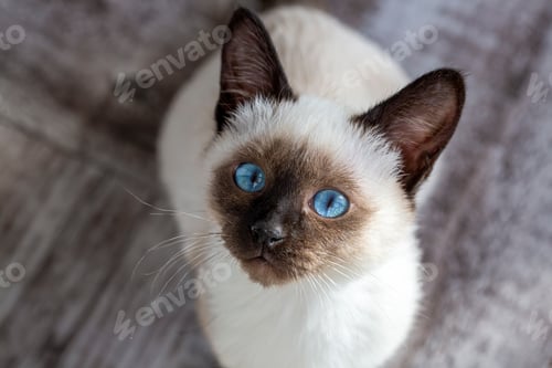 Preview: Cute kitten siamese cat indoor