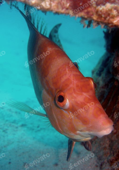 Preview: an underwater fish looks at the camera from underneath a reef