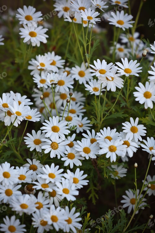 Preview: Blooming Camomile flowers at flowerbed