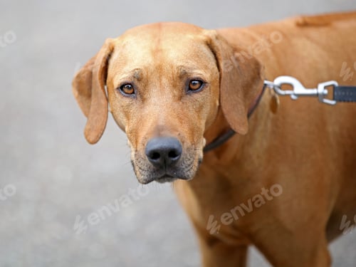 Preview: Rhodesian Ridgeback