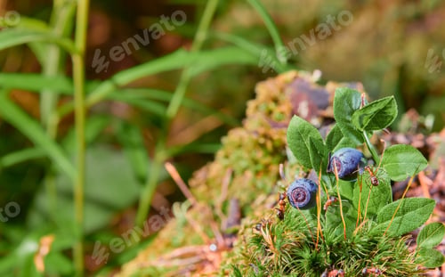 Preview: Blueberries on moss, ants on a bush with berries, close-up