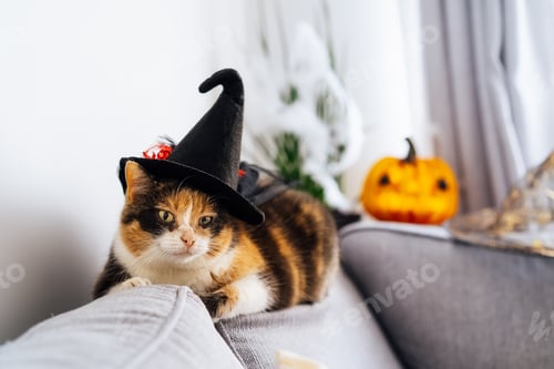 Vorschau: Mehrfarbige Katze liegt auf der grauen Couch mit Hexenhut und dekorativem Halloween-Jack