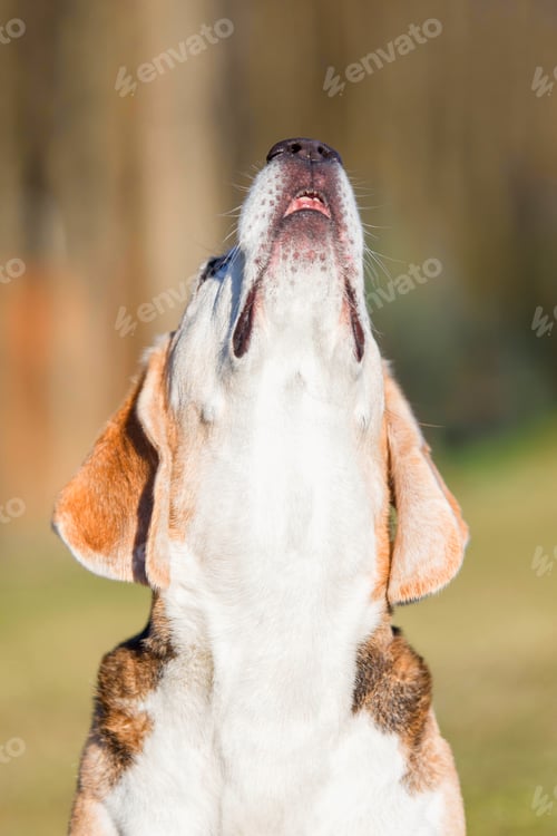 Preview: Beagle dog looking up. Headshot. Close up