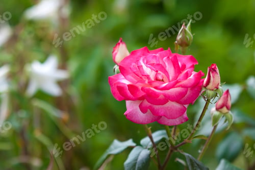 Preview: Beautifull red and white rose flower