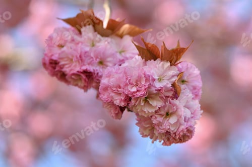 Preview: Spring pink cherry blossoms flowers Sakura season