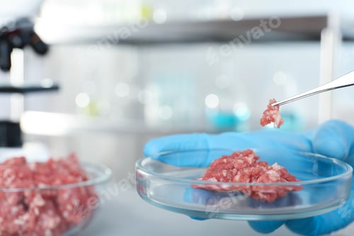Preview: Analyst holding petri dish with raw meet and tweezers, closeup. Laboratory analysis