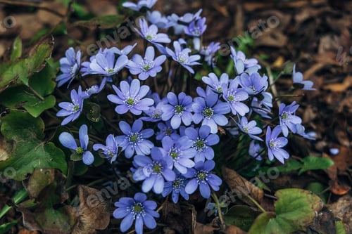 Preview: A clump of beautiful blue liverwort (Hepatica nobilis), one of spring's most magnificent flowers
