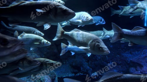 Preview: Lots of big fishes swimming past the camera in cold dark ocean water. Abstract underwater background