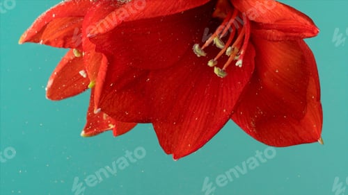 Preview: Close up of red lily flower with bright sof petals plunged underwater. Stock footage. Beautiful