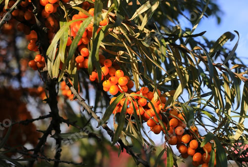 Preview: Sea-buckthorn branch with bright ripe berries