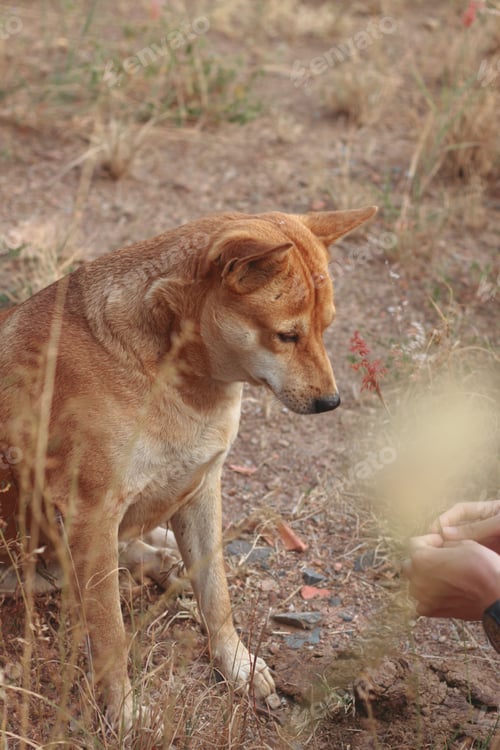 Preview: Dingo with his owner enjoying the morning warmth of springtime in a rural area