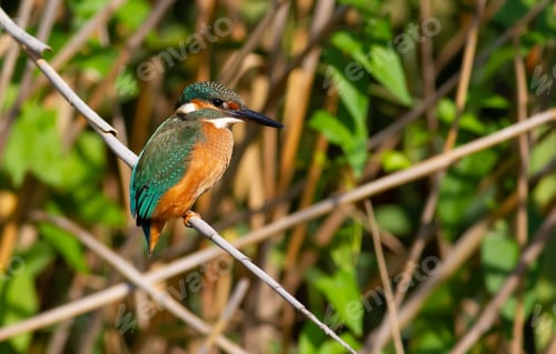 Preview: Common kingfisher. The young bird sitting on a branch above the water while waiting for small fish