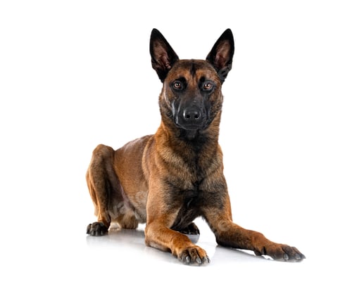 Preview: malinois in studio