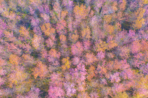 Preview: Sakura cherry flowers blossom trees of national park. Natural landscape background. Pink color