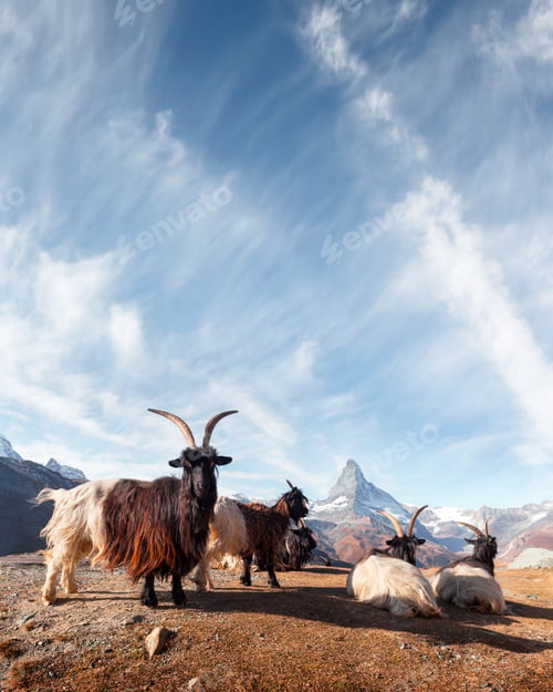 Preview: Picturesque view of Matterhorn peak and Stellisee lake in Swiss Alps