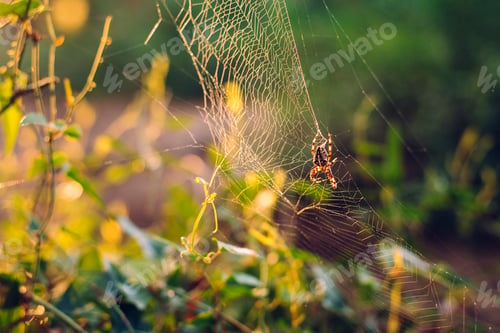 Preview: Spider weaving his spider web against a light in a forest.