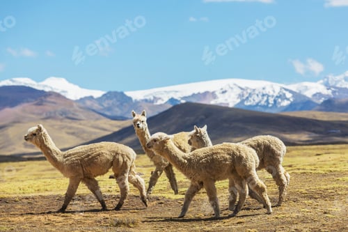 Preview: Llama