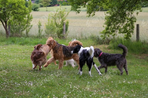 Preview: Group of cute playful dogs running in the meadow field in spring
