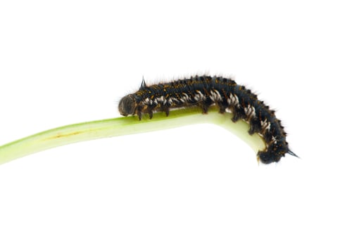Preview: Brown tail moth larvae isolated on white background