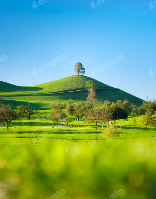Preview: Tree on top of the hill. Landscape before sunset. Fields and pastures for animals.