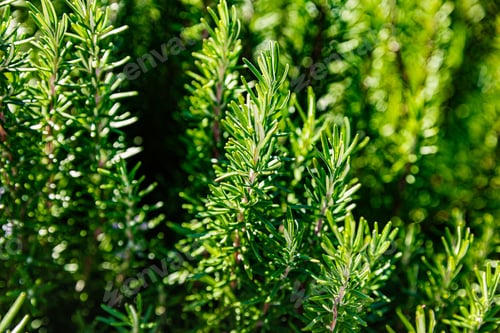 Preview: Lush Green Rosemary Leaves Showcasing Their Vibrant Color and Distinct Texture in Nature