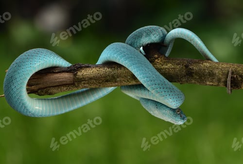 Preview: Trimeresurus insularis, Indonesian pit viper, Lesser Sunda Islands pit viper
