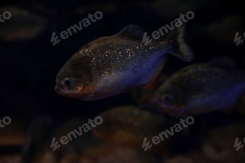 Preview: Shiny piranha fish swimming in dark aquarium