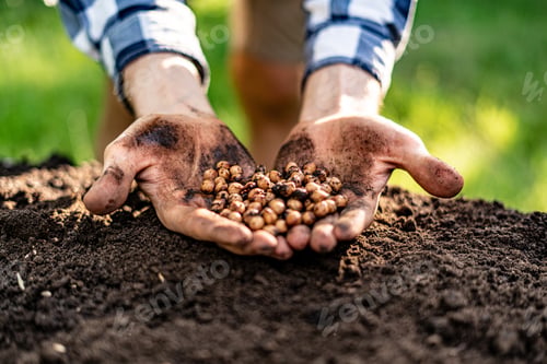 Preview: farmer hands holding the seeds to plant them into soil