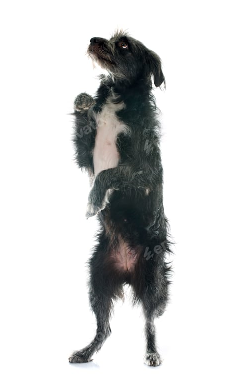 Preview: pyrenean shepherd