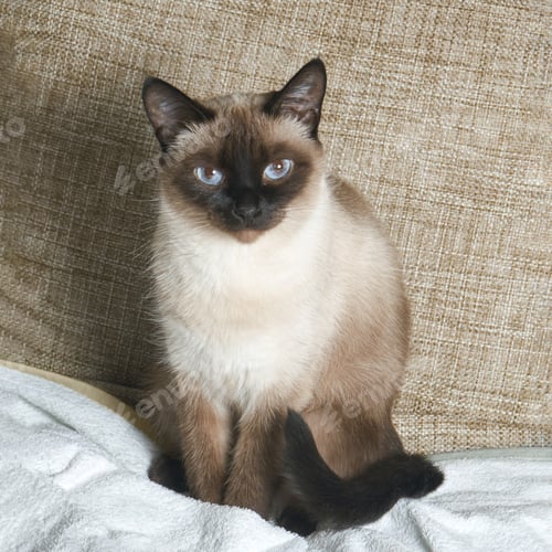 Preview: Siamese cat with blue eyes sitting on sofa with white blanket looking at camera