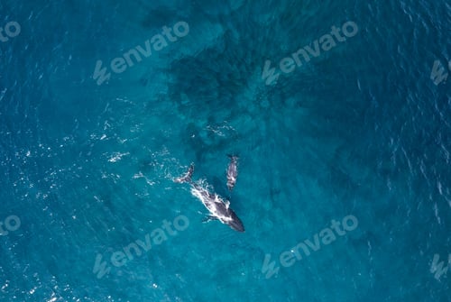 Preview: Aerial view of whales in the sea in Bass Point, Australia