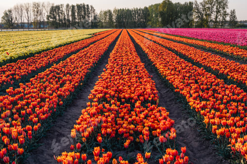 Preview: Colorful Tulip Fields in the Netherlands