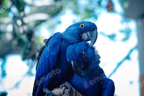 Preview: Couple of Blue Hyacinth macaw parrot in park